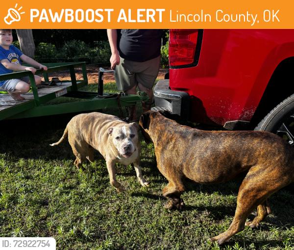 Found/Stray Female Dog last seen Near rd, Lincoln County, OK 73045