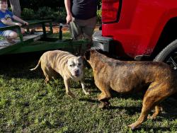 Found/Stray Female Dog last seen Near rd, Lincoln County, OK 73045