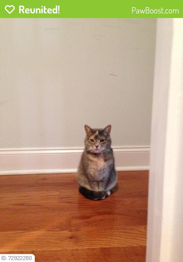 Reunited Female Cat last seen Seminole Street and Gravers Lane, Philadelphia, PA 19118