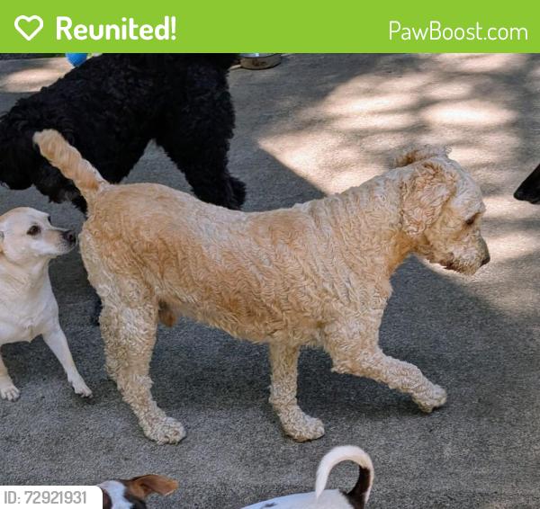 Reunited Male Dog last seen NE 103rd Place & Fargo, Portland, OR 97220