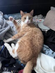 Lost Male Cat last seen vinton court , Stoneham, MA 02180