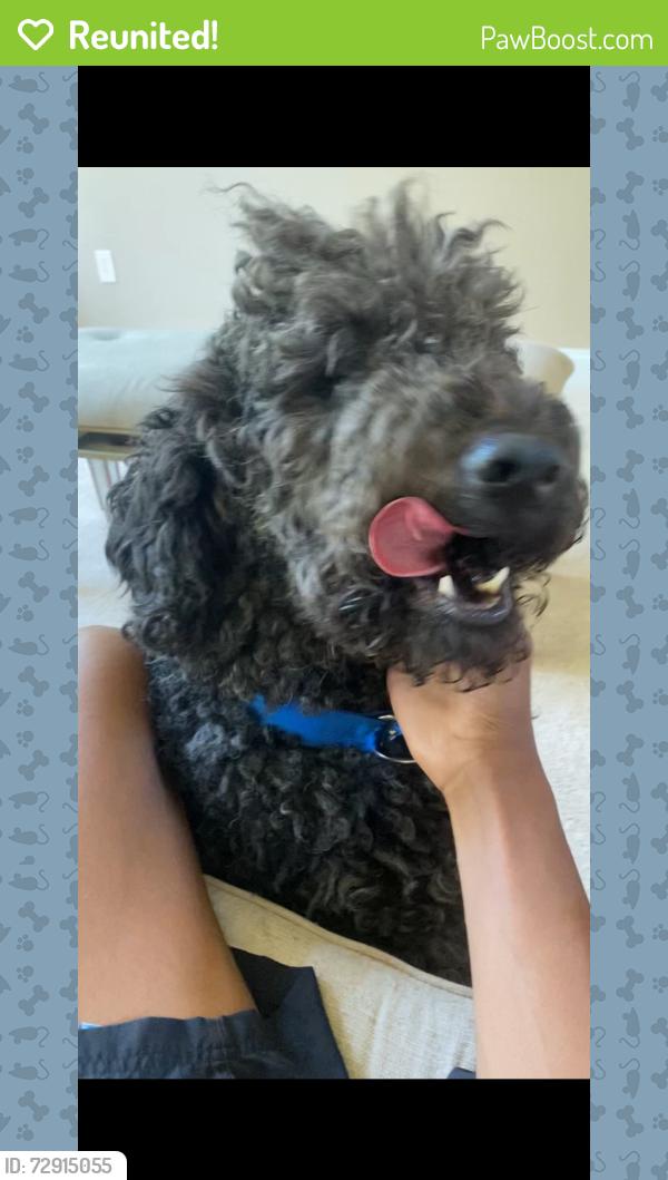 Reunited Male Dog last seen White oak rd Ferry rd, Fredericksburg, VA 22405