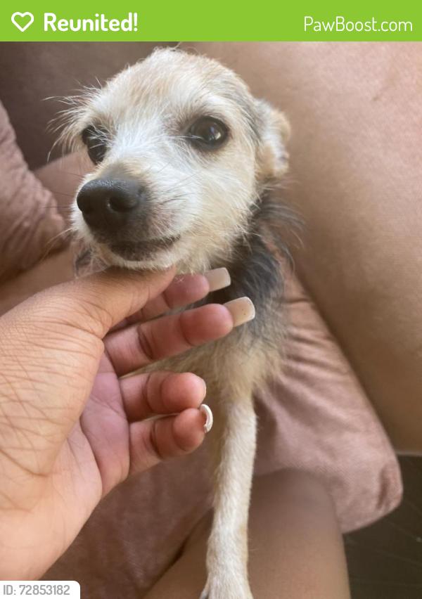 Reunited Male Dog last seen 14&Melrose st. Chester pa, Chester, PA 19013