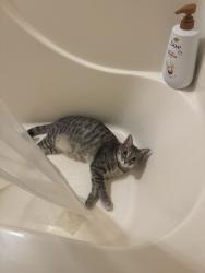 Reunited Female Cat last seen Near Sara Jean Terrace, Glen Allen, VA 23060, USA, Glen Allen, VA 23060