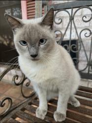 Lost Male Cat last seen Saratoga Blvd, Corpus Christi, TX 78413