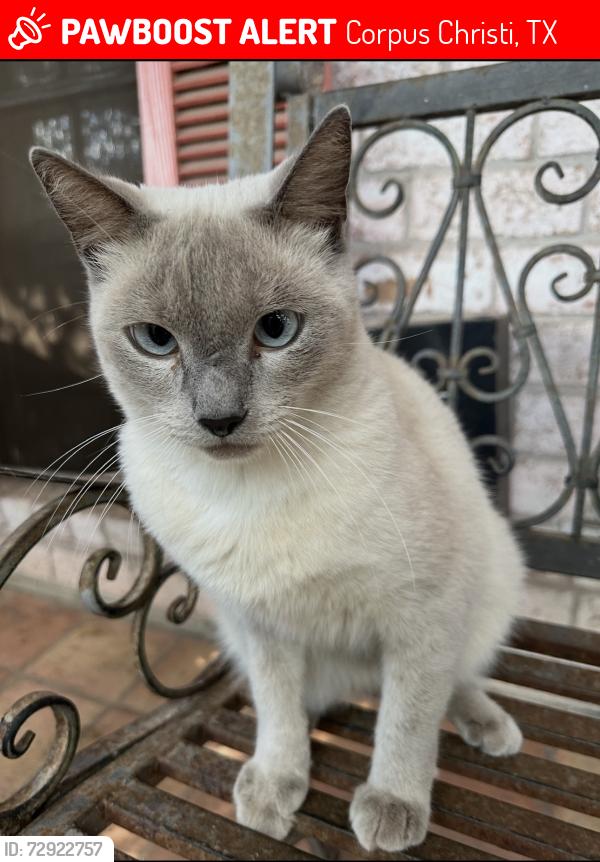 Lost Male Cat last seen Saratoga Blvd, Corpus Christi, TX 78413