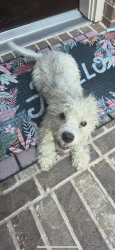 Found/Stray Unknown Dog last seen Shanley Trace Lane in Richmond, Tx, Richmond, TX 77469