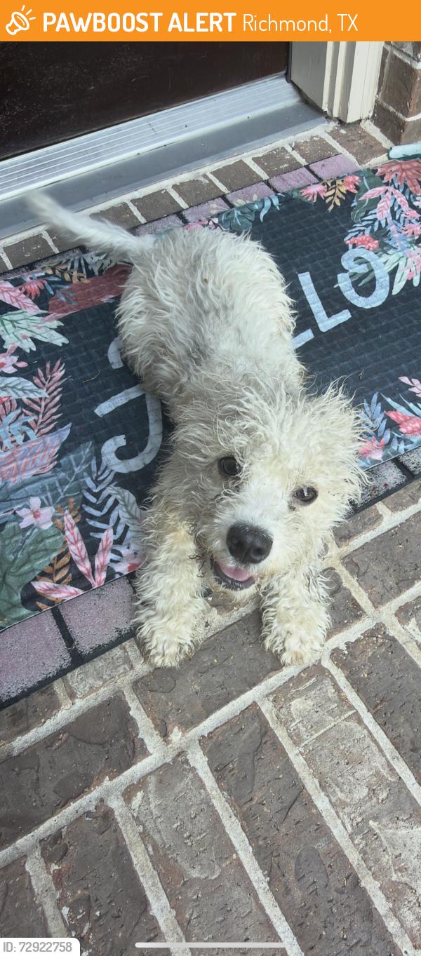 Found/Stray Unknown Dog last seen Shanley Trace Lane in Richmond, Tx, Richmond, TX 77469