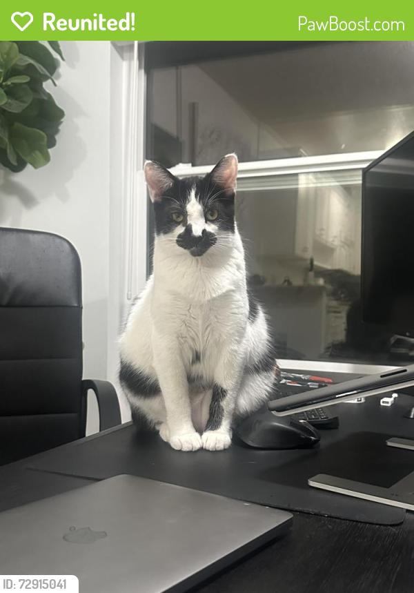 Reunited Male Cat last seen Jamboree & San Juaquin hills , Newport Beach, CA 92660