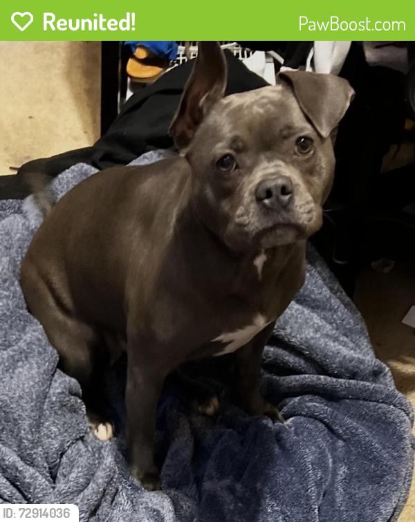 Reunited Female Dog last seen Near Caina Ct, Sacramento, CA 95828, USA, Sacramento, CA 95828