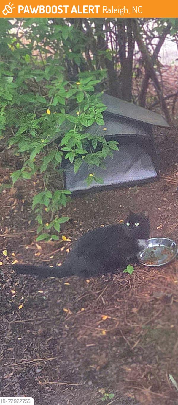 Found/Stray Female Cat last seen Hearthridge Court off Lynn Rd. cul-de-sak, Raleigh, NC 27609
