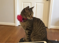 Reunited Female Cat last seen Near Poplar Green, Richmond, VA 23238, USA, Richmond, VA 23238