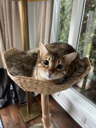 Reunited Female Cat last seen McMillan Rd, Grosse Pointe Farms, MI 48236, USA, Grosse Pointe Farms, MI 48236
