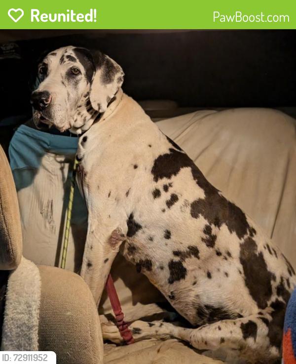 Reunited Female Dog last seen hwy old 60 wilkesboro,nc 28697, Wilkesboro, NC 28697