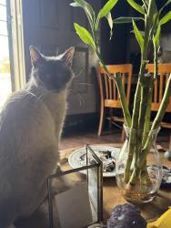 Lost Female Cat last seen Little Valley Road, Perris, Riverside County, CA 92532