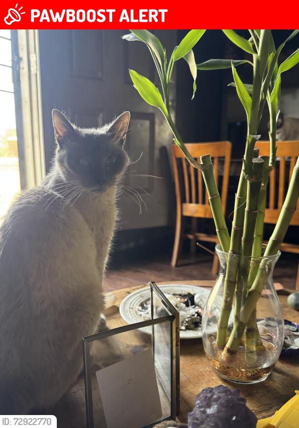 Lost Female Cat last seen Little Valley Road, Perris, Riverside County, CA 92532