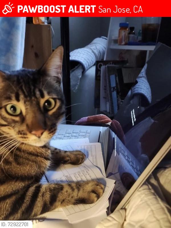 Lost Male Cat last seen Menlo Drive San Jose, San Jose, CA 95120