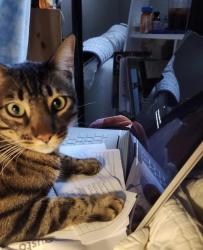 Lost Male Cat last seen Menlo Drive San Jose, San Jose, CA 95120