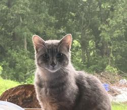 Found/Stray Male Cat last seen E. 77th Street between Sheridan and Memorial , Tulsa, OK 74133