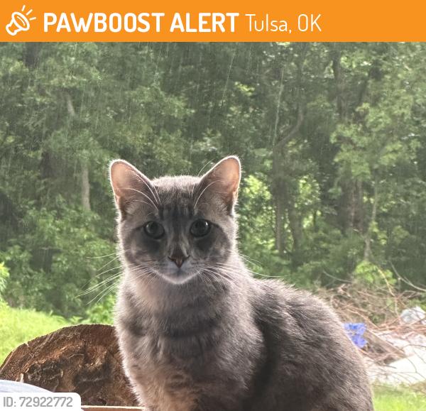 Found/Stray Male Cat last seen E. 77th Street between Sheridan and Memorial , Tulsa, OK 74133
