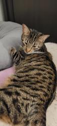 Lost Female Cat last seen 45th ave and Glendale, Glendale, AZ 85301