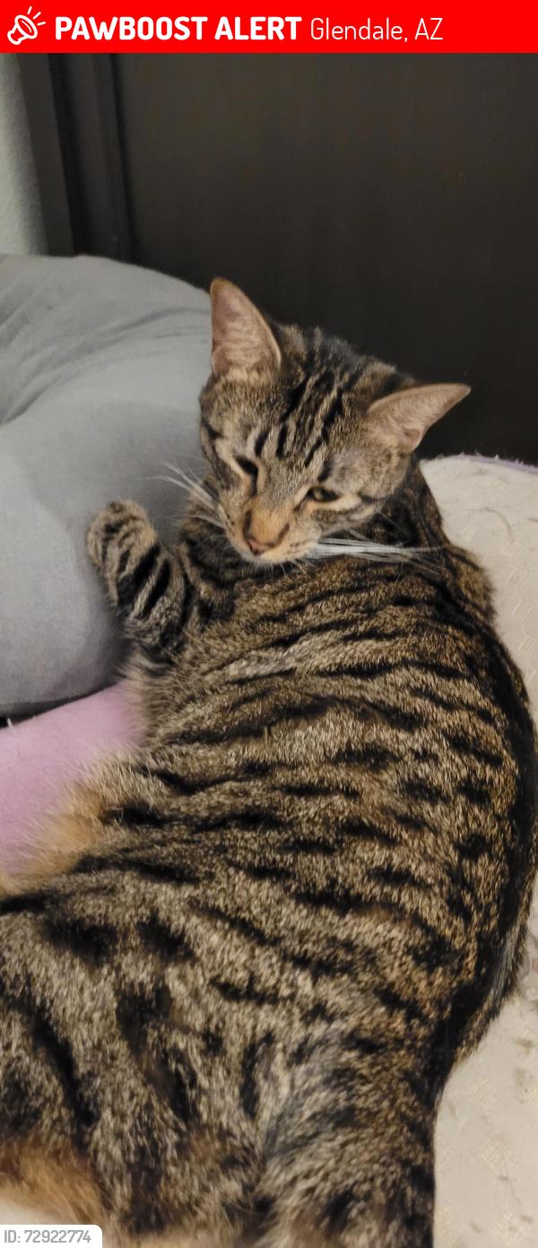 Lost Female Cat last seen 45th ave and Glendale, Glendale, AZ 85301
