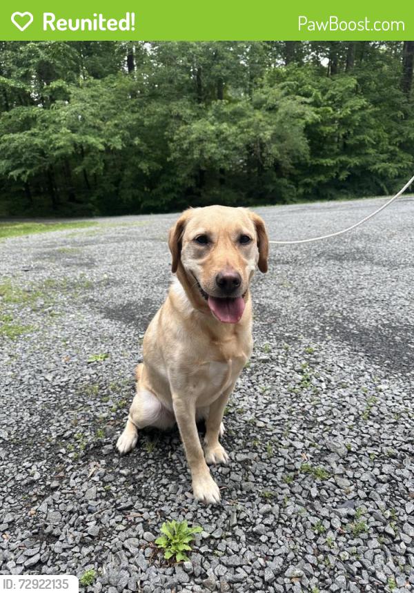 Reunited Female Dog last seen Meadowbrook Woods neighborhood, Prince William County, VA 20112