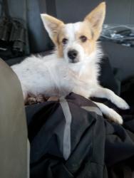 Lost Male Dog last seen North county road 1026 and 2180 and 2170 and FM 772 Ricardo TX , Kleberg County, TX 78363