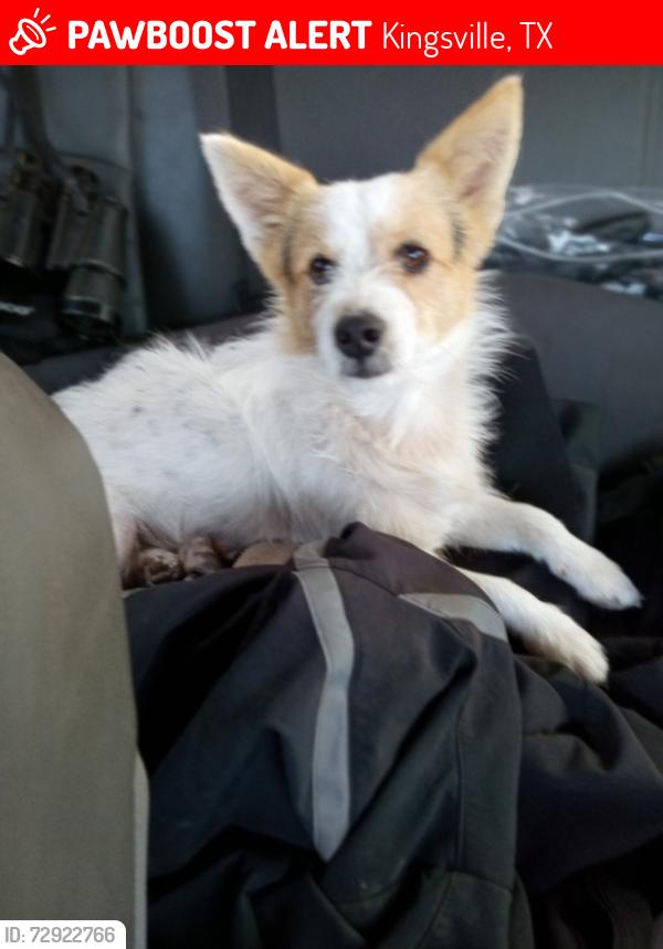 Lost Male Dog last seen North county road 1026 and 2180 and 2170 and FM 772 Ricardo TX , Kleberg County, TX 78363