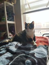 Lost Female Cat last seen Aspen drive , Sunland Park, NM 88063