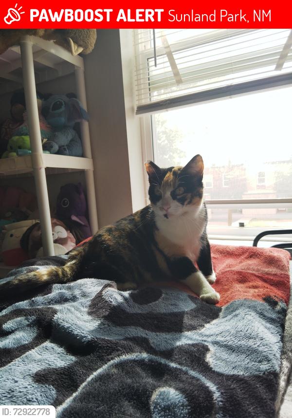Lost Female Cat last seen Aspen drive , Sunland Park, NM 88063