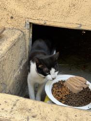 Found/Stray Unknown Cat last seen Morrison park , Santa Ana, CA 92706
