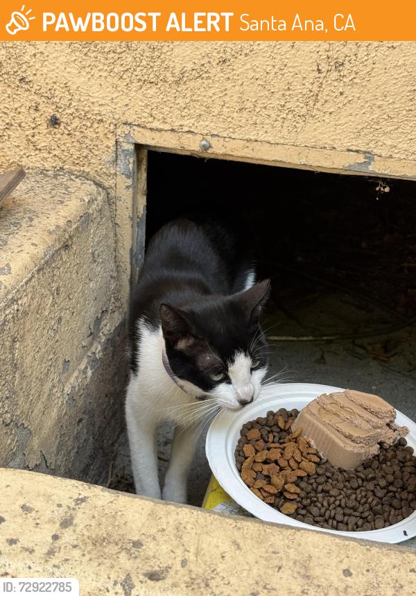 Found/Stray Unknown Cat last seen Morrison park , Santa Ana, CA 92706