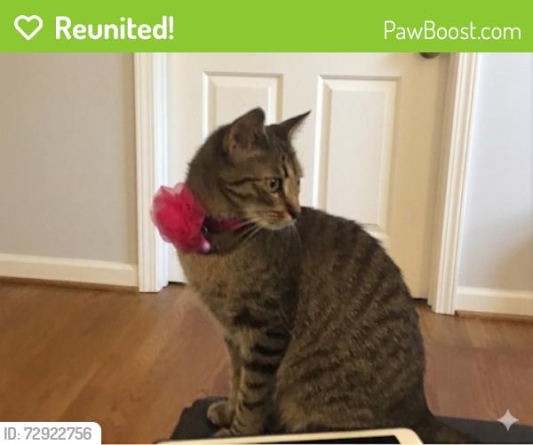 Reunited Female Cat last seen Near Poplar Green, Richmond, VA 23238, USA, Richmond, VA 23238
