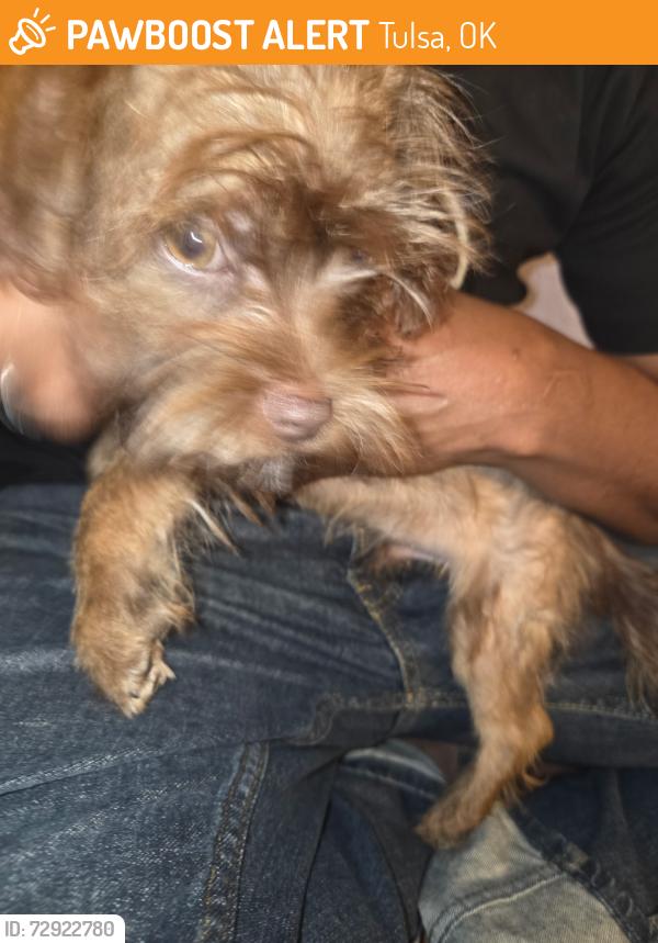 Found/Stray Male Dog last seen Park Plaza East III & IV, Tulsa, OK 74134