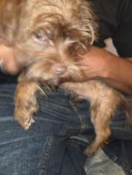 Found/Stray Male Dog last seen Park Plaza East III & IV, Tulsa, OK 74134