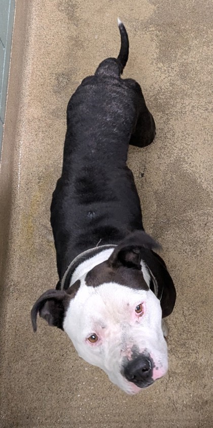 Shelter Stray Male Dog last seen Oakland, CA 94601, Oakland, CA 94601
