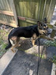 Shelter Stray Female Dog last seen Cottage Grove, WI 53527, Madison, WI 53718