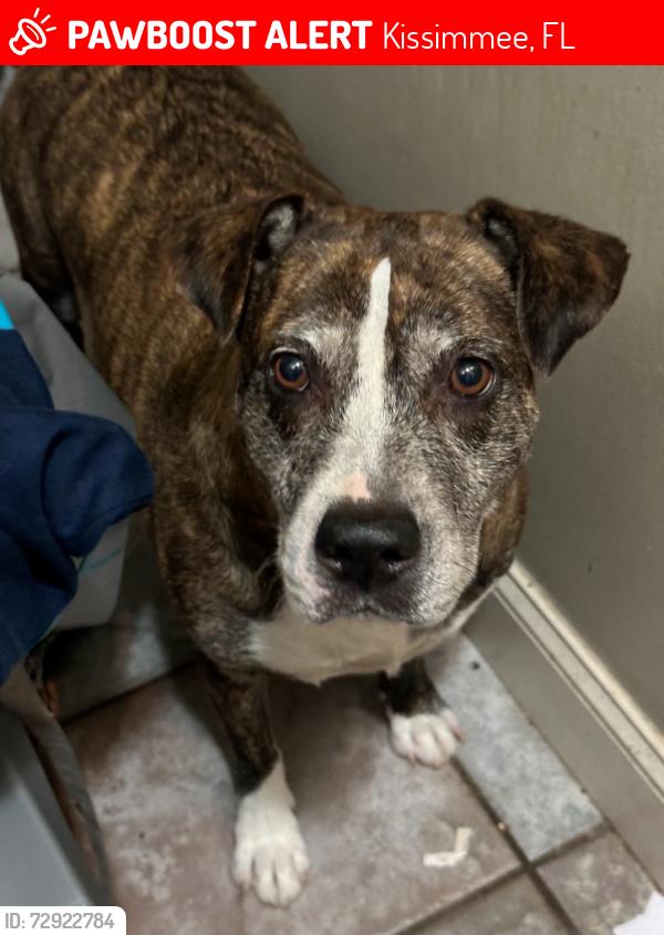 Lost Female Dog last seen Emmet and JYP, Kissimmee, FL 34741