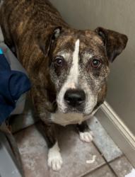 Lost Female Dog last seen Emmet and JYP, Kissimmee, FL 34741