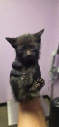 Shelter Stray Female Cat last seen El Paso, TX 79934, Fort Bliss, TX 79906