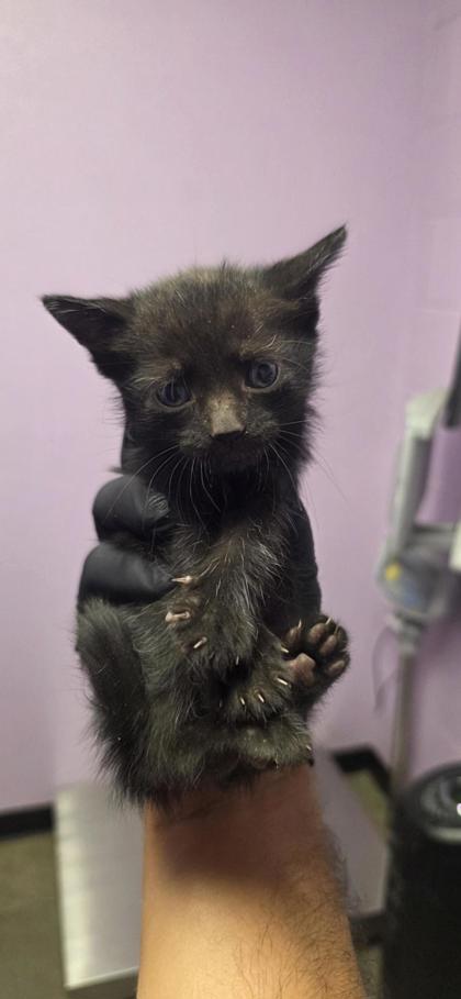 Shelter Stray Female Cat last seen El Paso, TX 79934, Fort Bliss, TX 79906