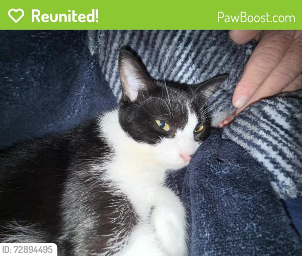 Reunited Male Cat last seen Tomoka , Ormond Beach, FL 32174