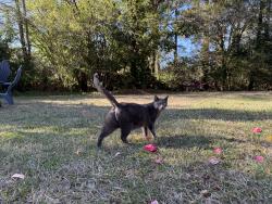 Reunited Female Cat last seen Ridgewood. Neighborhood behind Whole Foods, Raleigh, NC 27607