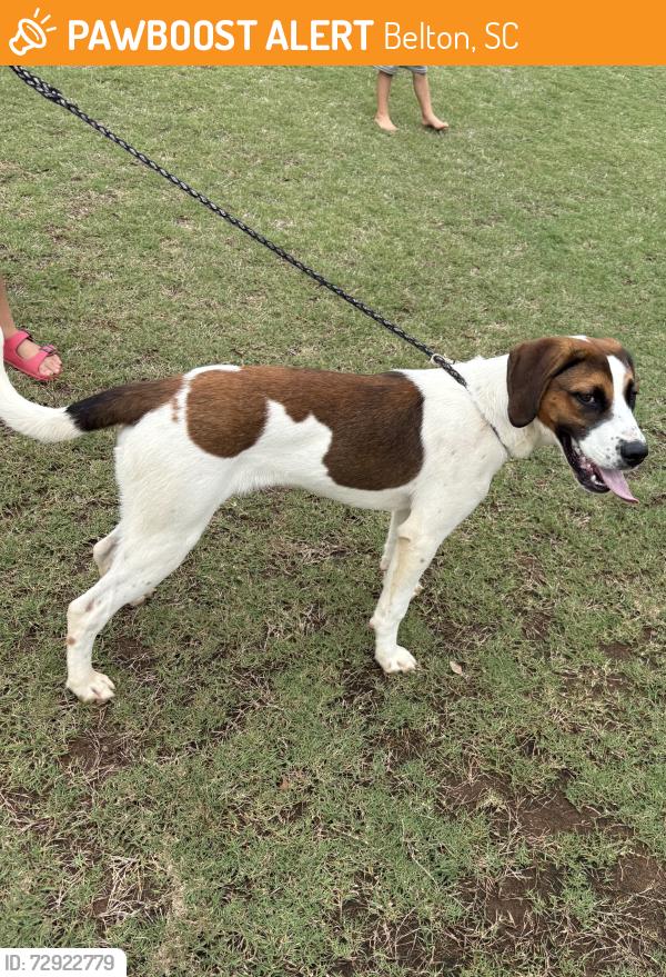 Found/Stray Male Dog last seen North major rd Belton, SC, Belton, SC 29627