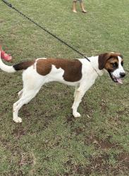 Found/Stray Male Dog last seen North major rd Belton, SC, Belton, SC 29627