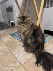 Reunited Male Cat last seen Lynwood & Grove, Verona, NJ 07044