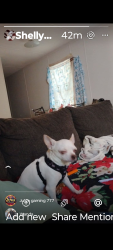 Lost Male Dog last seen Garden inn suites by pine Forest road, Queens, NY 11434