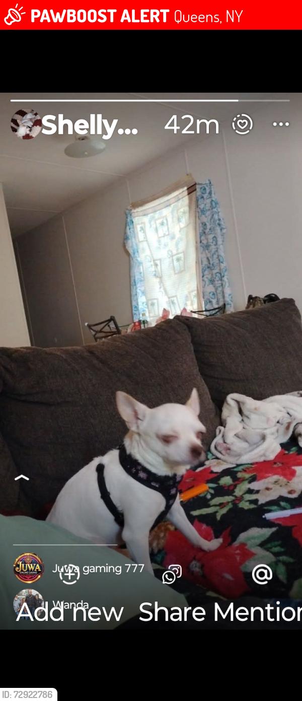 Lost Male Dog last seen Garden inn suites by pine Forest road, Queens, NY 11434