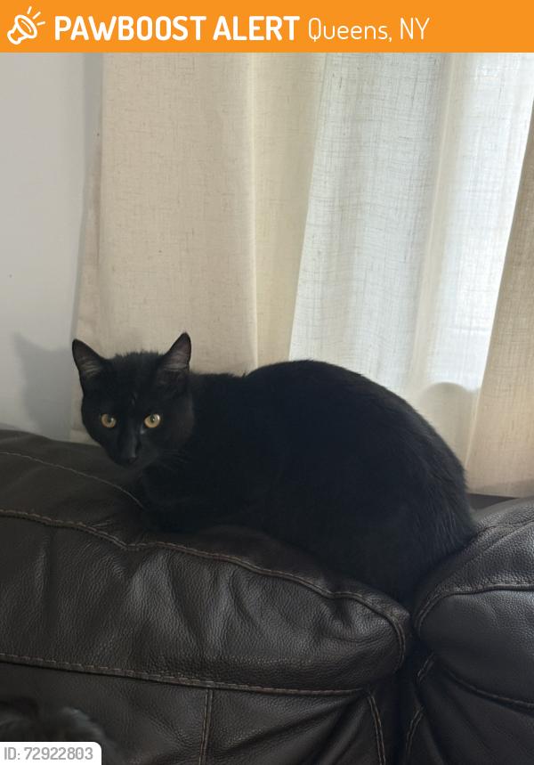 Found/Stray Male Cat last seen 146th st & 27th ave, Queens, NY 11354